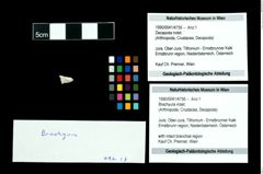 Foto (Objekt + Etikett) von Brachyura indet.  (NHMW-GEO-1990-0041-4756)